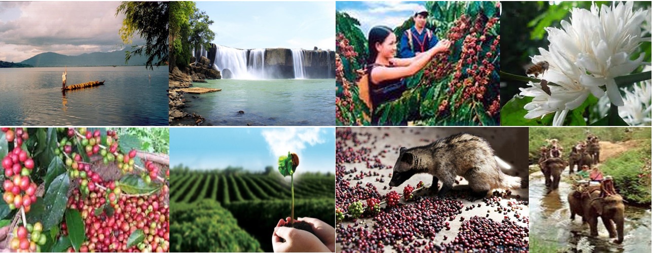 COFFEE TOUR - Buôn Ma Thuột